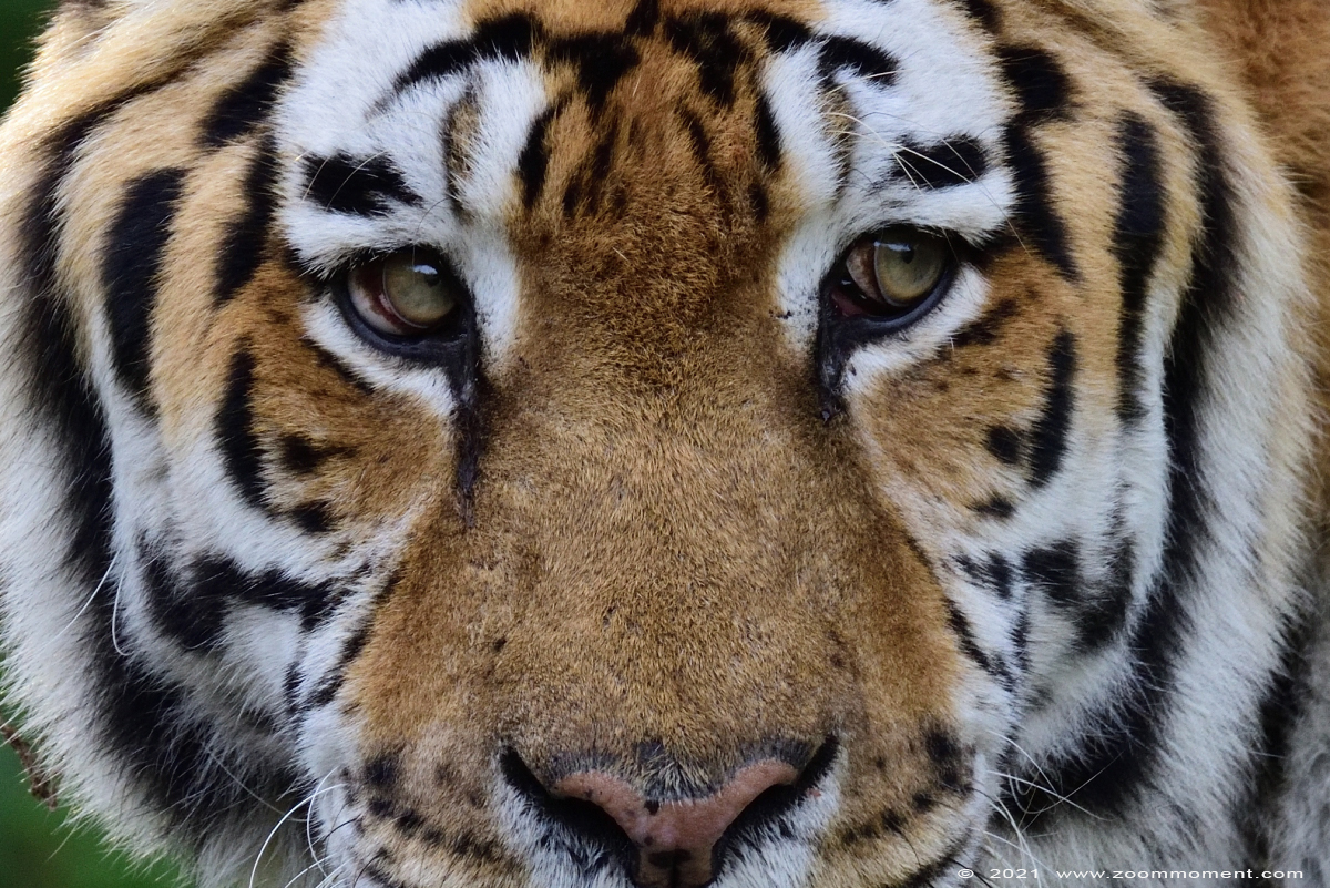 Siberische tijger ( Panthera tigris altaica ) Siberian tiger
Trefwoorden: Zooparc Overloon Nederland Siberische tijger Panthera tigris altaica Siberian tiger