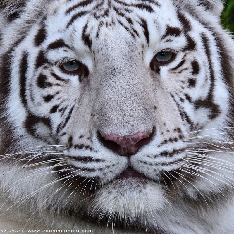 witte tijger ( Panthera tigris ) white tiger
Asia
Kulcsszavak: Zooparc Overloon Nederland witte tijger Panthera tigris white tiger