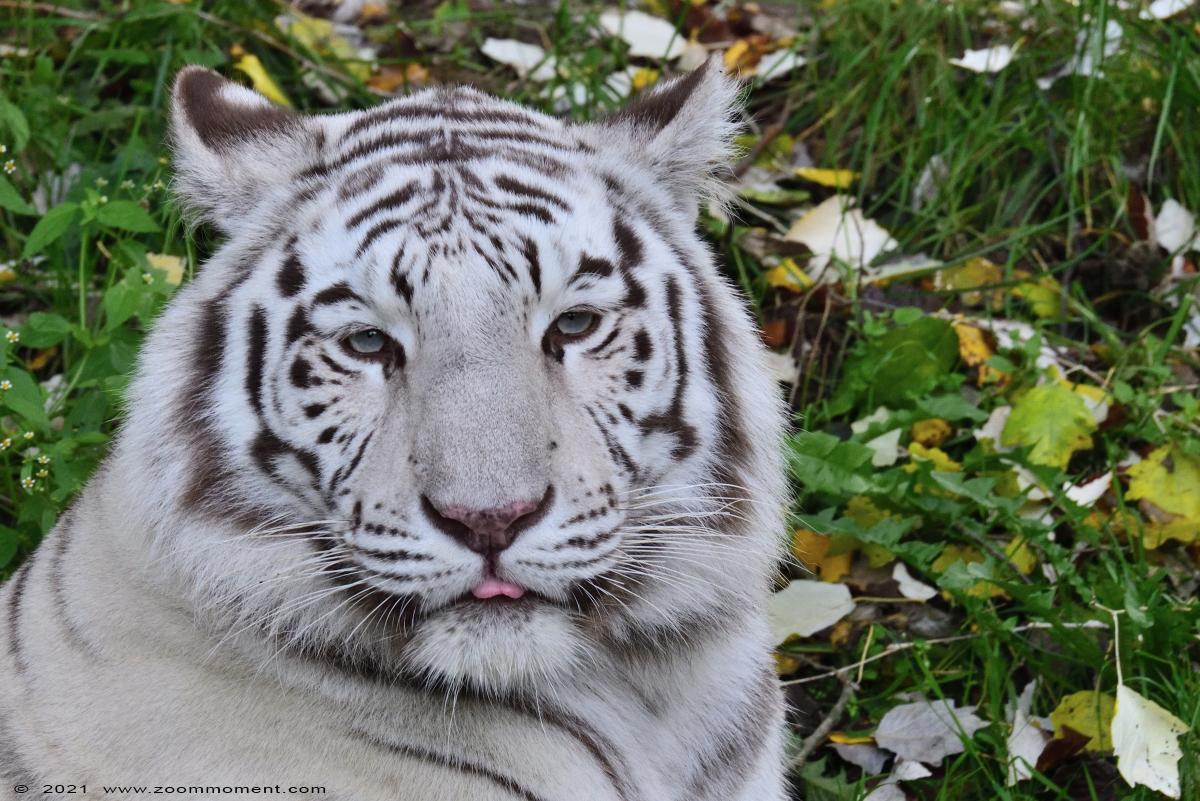 witte tijger ( Panthera tigris ) white tiger
Asia
Trefwoorden: Zooparc Overloon Nederland witte tijger Panthera tigris white tiger