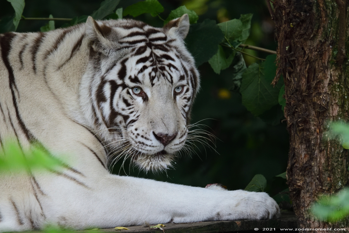 witte tijger ( Panthera tigris ) white tiger
Rama
Trefwoorden: Zooparc Overloon Nederland witte tijger Panthera tigris white tiger