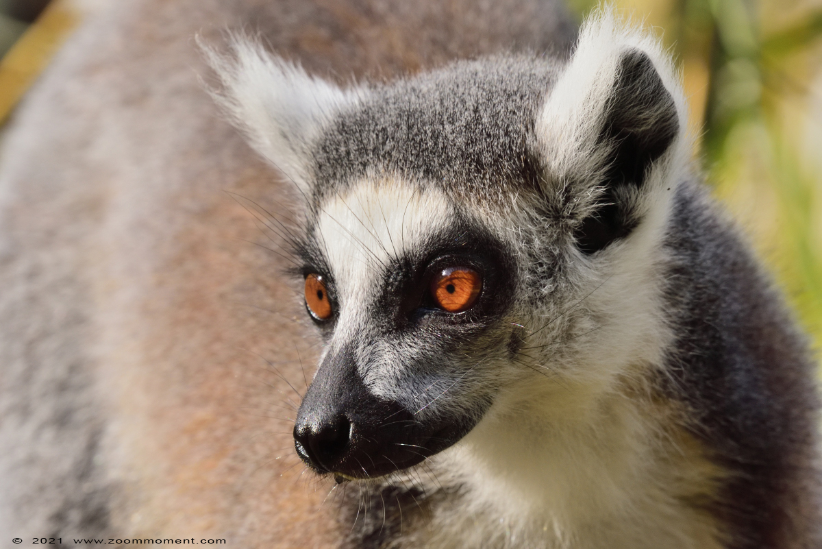 ringstaartmaki of katta  ( Lemur catta )  ring-tailed lemur or catta
Trefwoorden: Zooparc Overloon Nederland catta katta ringstaartmaki Lemur catta ring-tailed lemur