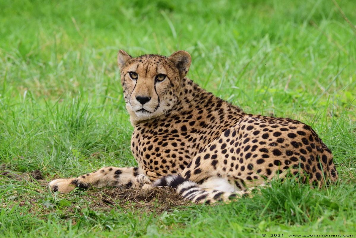 cheetah of jachtluipaard ( Acinonyx jubatus ) cheetah
Trefwoorden: Zooparc Overloon Nederland cheetah jachtluipaard Acinonyx jubatus cheeta