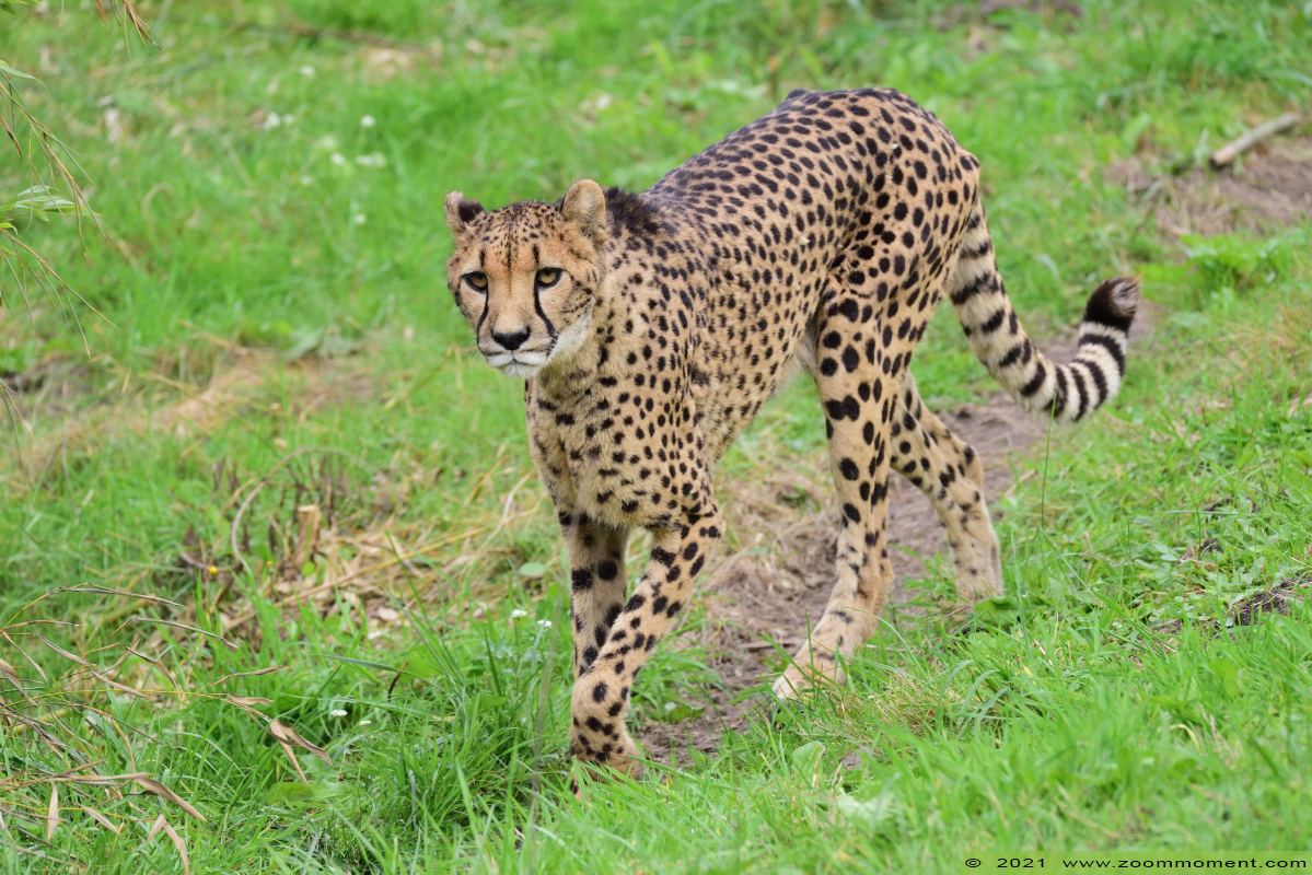 cheetah of jachtluipaard ( Acinonyx jubatus jubatus ) cheetah Gepard
Palavras chave: Zooparc Overloon Nederland cheetah jachtluipaard Acinonyx jubatus jubatus cheeta Gepard