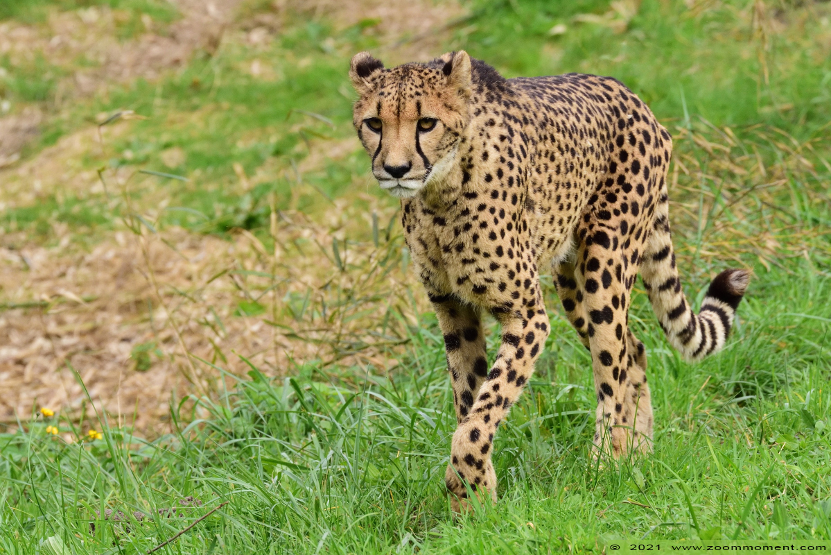 cheetah of jachtluipaard ( Acinonyx jubatus jubatus ) cheetah Gepard
Avainsanat: Zooparc Overloon Nederland cheetah jachtluipaard Acinonyx jubatus jubatus cheeta Gepard