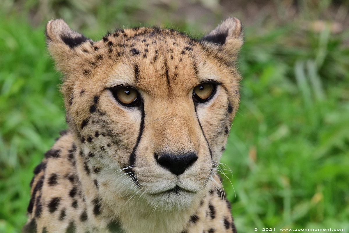cheetah of jachtluipaard ( Acinonyx jubatus jubatus ) cheetah Gepard
Trefwoorden: Zooparc Overloon Nederland cheetah jachtluipaard Acinonyx jubatus jubatus cheeta Gepard