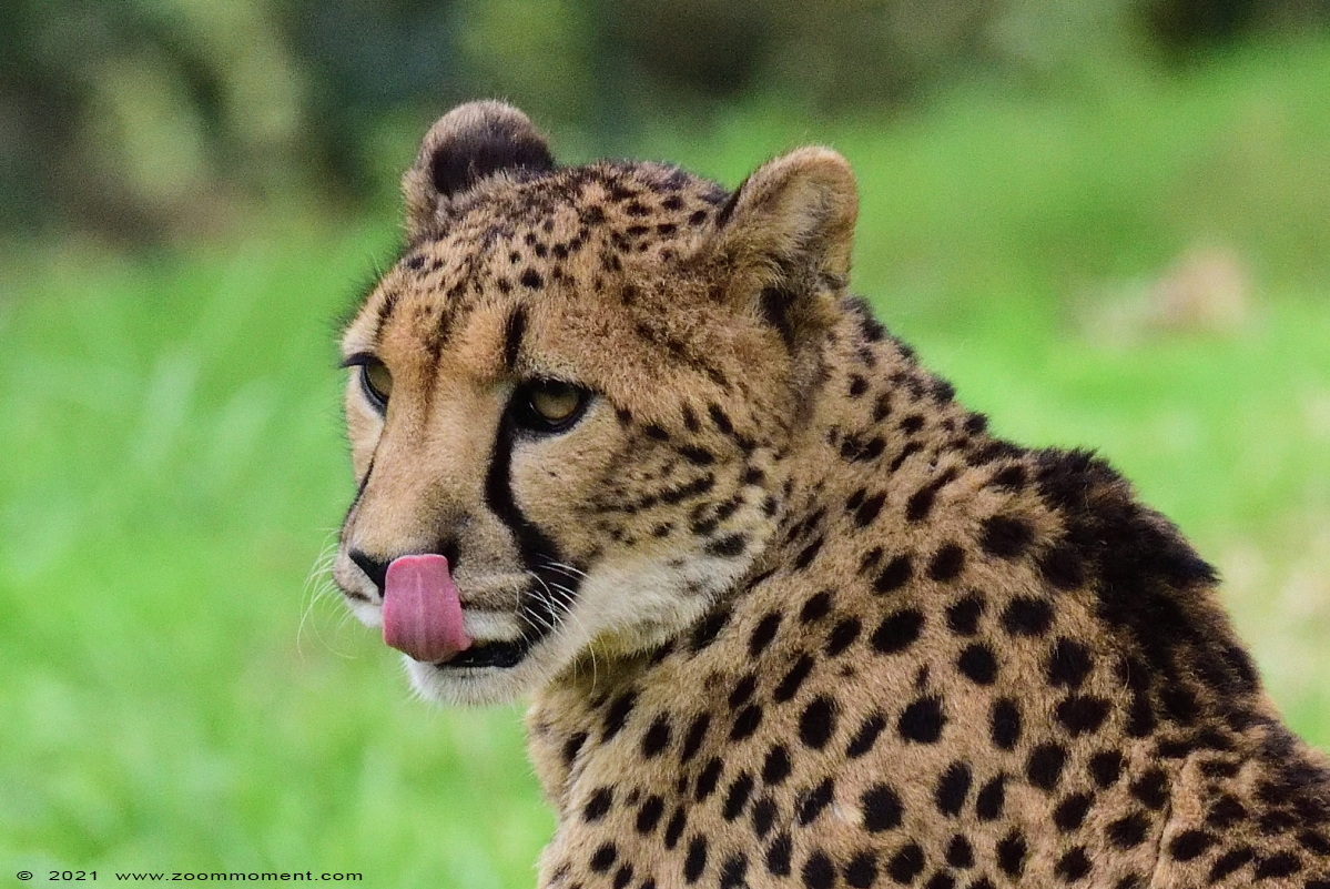 cheetah of jachtluipaard ( Acinonyx jubatus jubatus ) cheetah Gepard
Keywords: Zooparc Overloon Nederland cheetah jachtluipaard Acinonyx jubatus jubatus cheeta Gepard