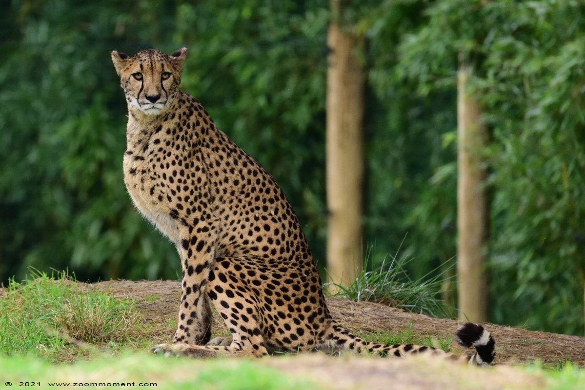 cheetah of jachtluipaard  ( Acinonyx jubatus ) jubatus cheeta Gepard
Trefwoorden: Zooparc Overloon Nederland cheetah jachtluipaard Acinonyx jubatus jubatus cheeta Gepard