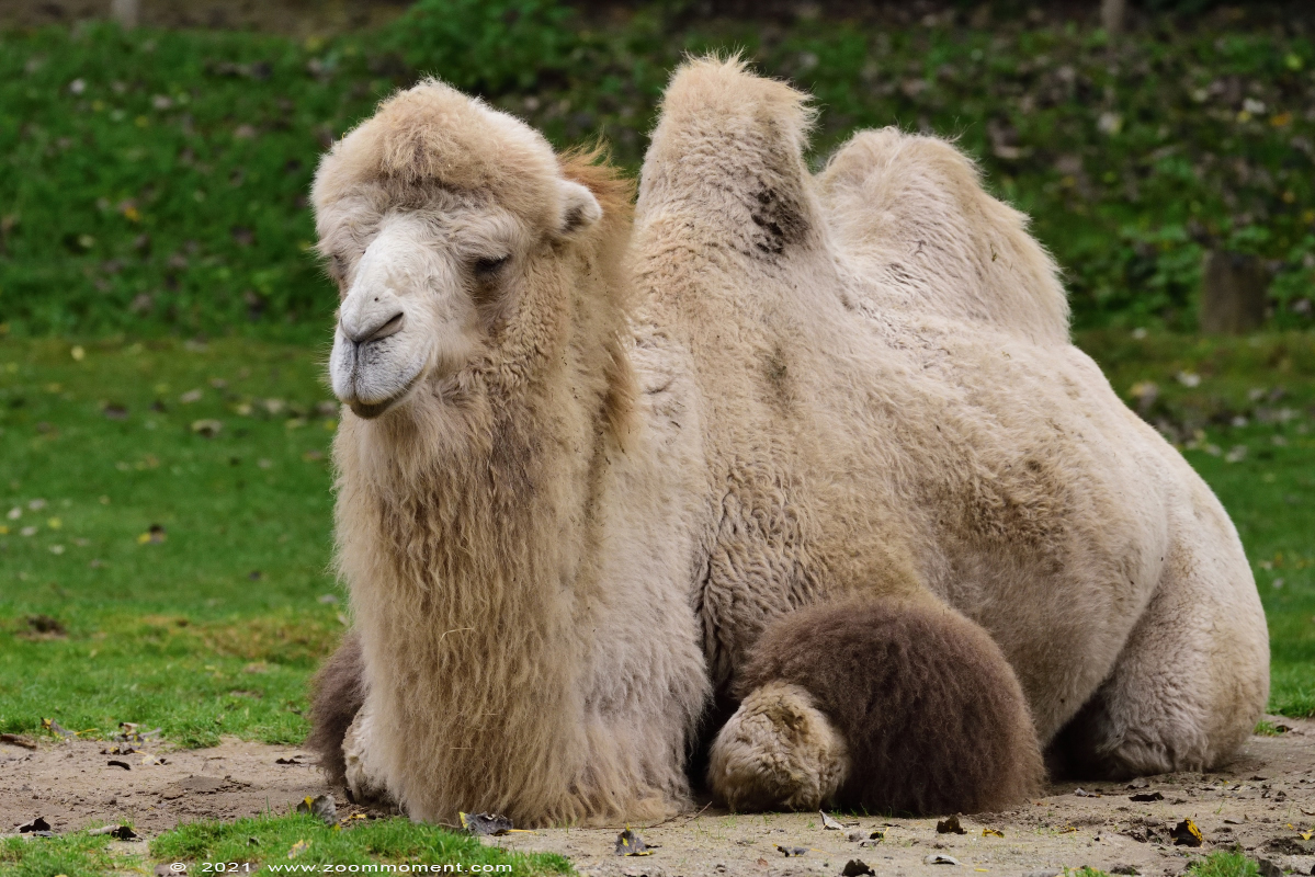 kameel  ( Camelus bactrianus )  Bactrian camel Trampeltier
Trefwoorden: Zooparc Overloon Nederland kameel Camelus bactrianus Bactrian camel Trampeltier