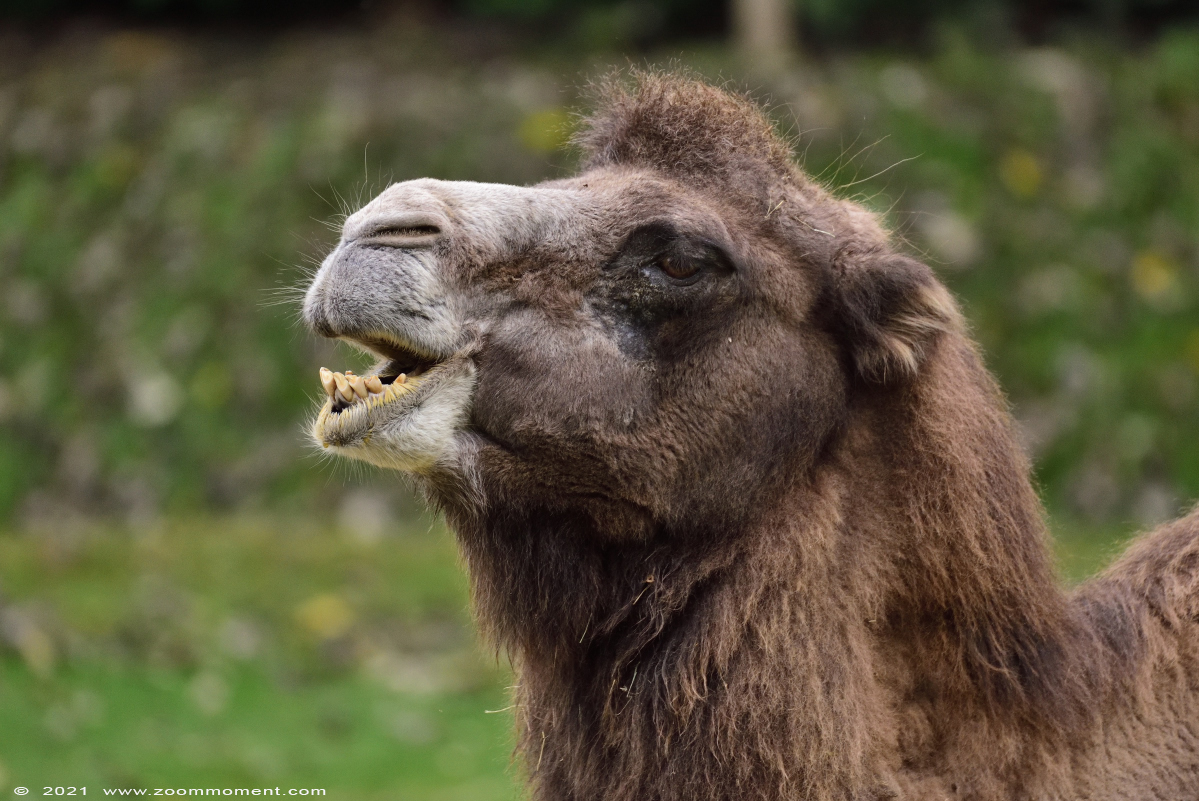 kameel  ( Camelus bactrianus )  Bactrian camel Trampeltier
Trefwoorden: Zooparc Overloon Nederland kameel Camelus bactrianus Bactrian camel Trampeltier
