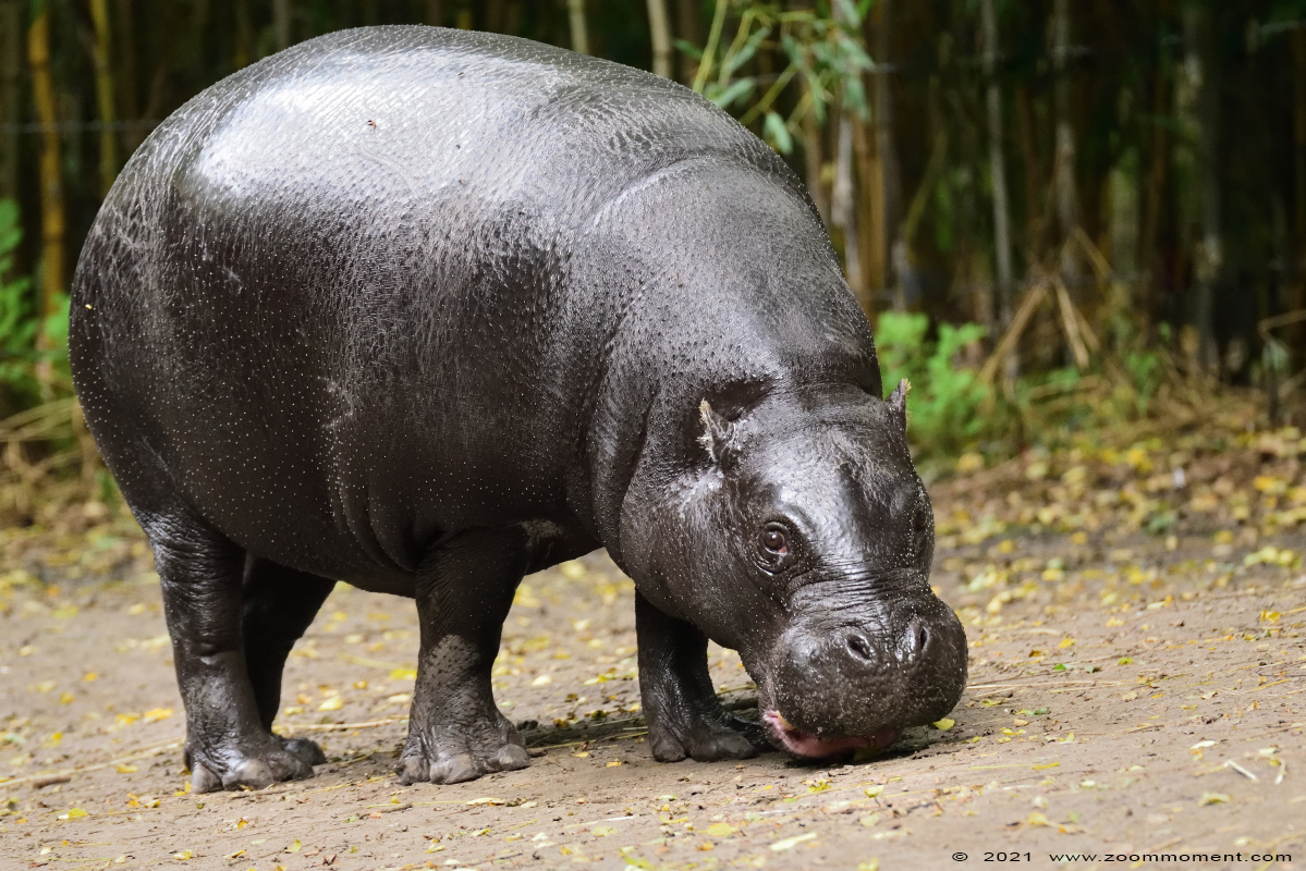 dwergnijlpaard ( Choeropsis liberiensis ) pygmy hippopotamus Zwergflusspferd
Trefwoorden: Zooparc Overloon Nederland dwergnijlpaard Choeropsis liberiensis pygmy hippopotamus Zwergflusspferd
