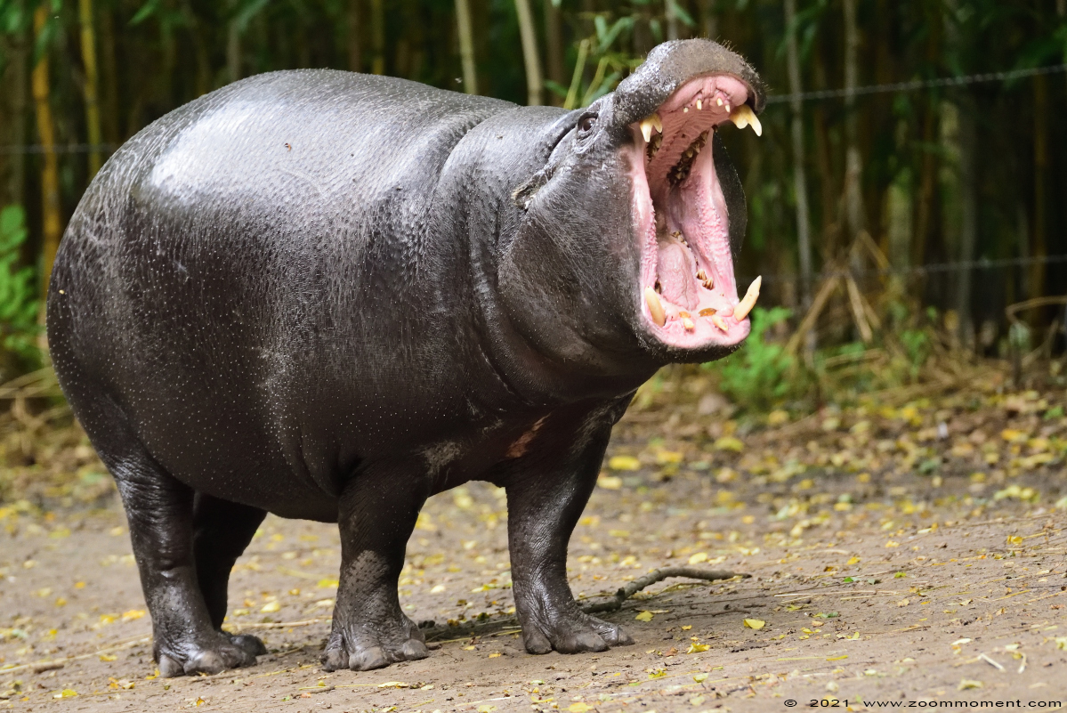 dwergnijlpaard ( Choeropsis liberiensis ) pygmy hippopotamus Zwergflusspferd
Trefwoorden: Zooparc Overloon Nederland dwergnijlpaard Choeropsis liberiensis pygmy hippopotamus Zwergflusspferd