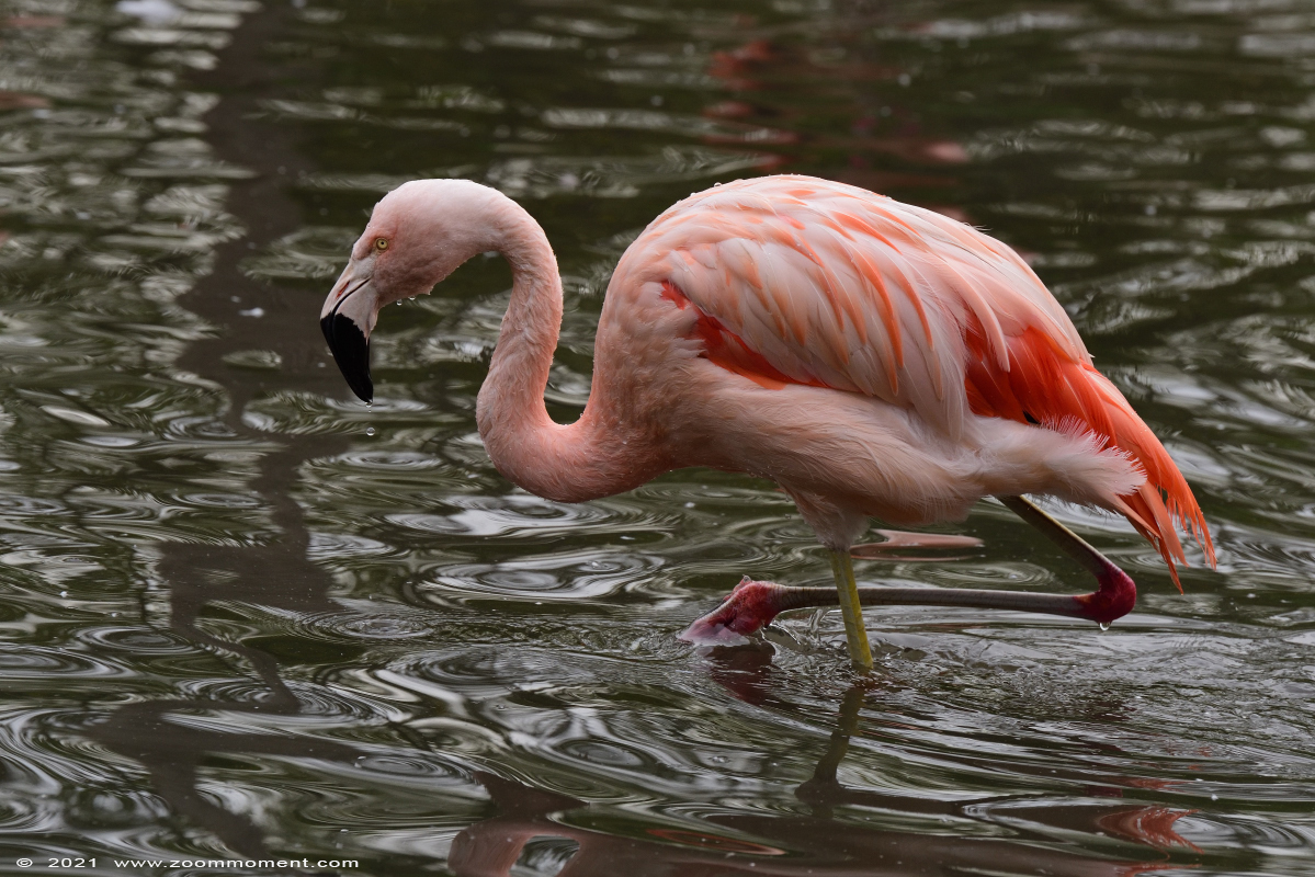 Chileense flamingo  ( Phoenicopterus chilensis ) Chilean flamingo
Trefwoorden: Zooparc Overloon Nederland Chileense flamingo Phoenicopterus chilensis Chilean flamingo