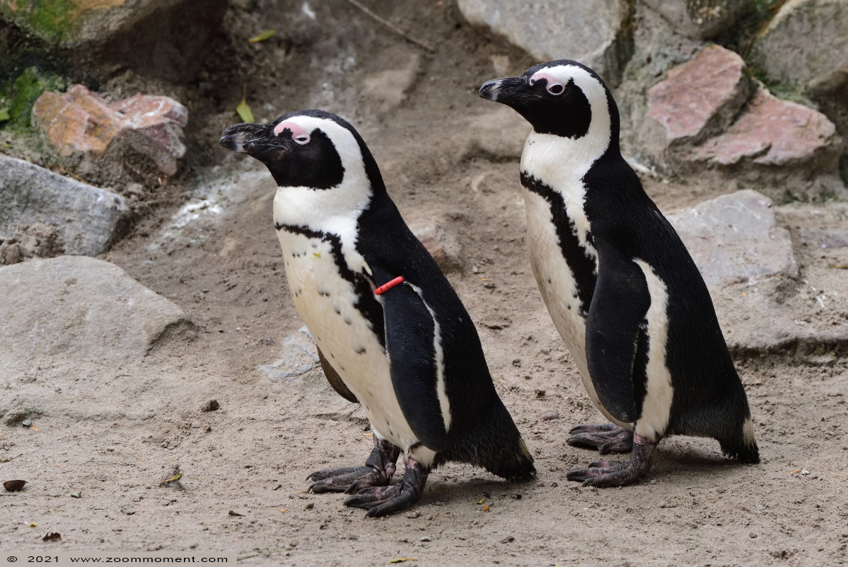Afrikaanse pinguïn ( Spheniscus demersus ) African penguin Afrikanischer Pinguin Brillenpinguin
Trefwoorden: Zooparc Overloon Nederland Afrikaanse pinguïn Spheniscus demersus African penguin Afrikanischer Pinguin Brillenpinguin