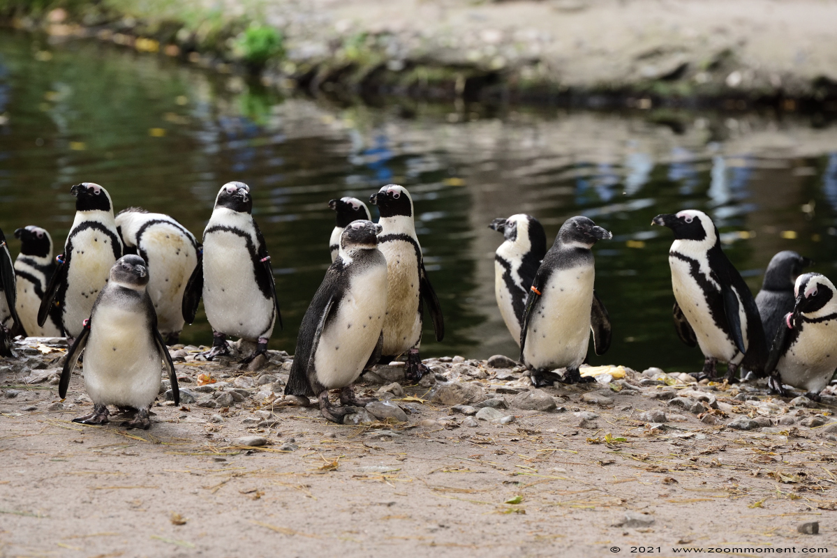 Afrikaanse pinguïn ( Spheniscus demersus ) African penguin Afrikanischer Pinguin Brillenpinguin
Palabras clave: Zooparc Overloon Nederland Afrikaanse pinguïn Spheniscus demersus African penguin Afrikanischer Pinguin Brillenpinguin