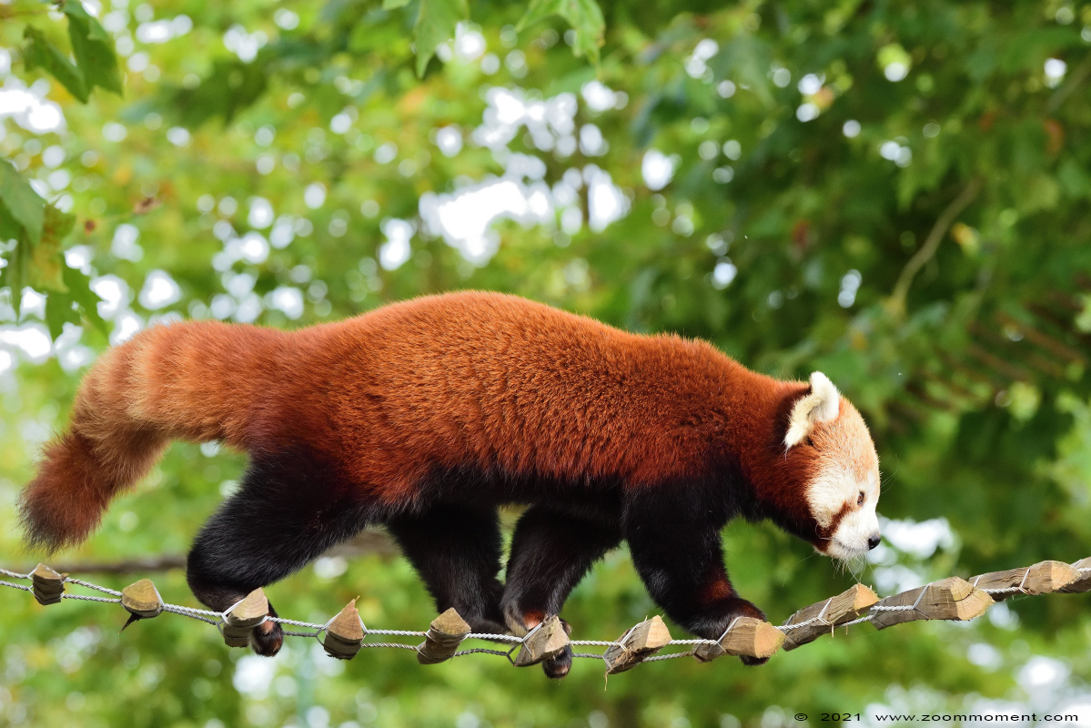 rode of kleine panda ( Ailurus fulgens )lesser or red panda Nepalesischer Roter Panda
Trefwoorden: Zooparc Overloon Nederland kleine rode panda Ailurus fulgens lesser red panda Nepalesischer Roter Panda