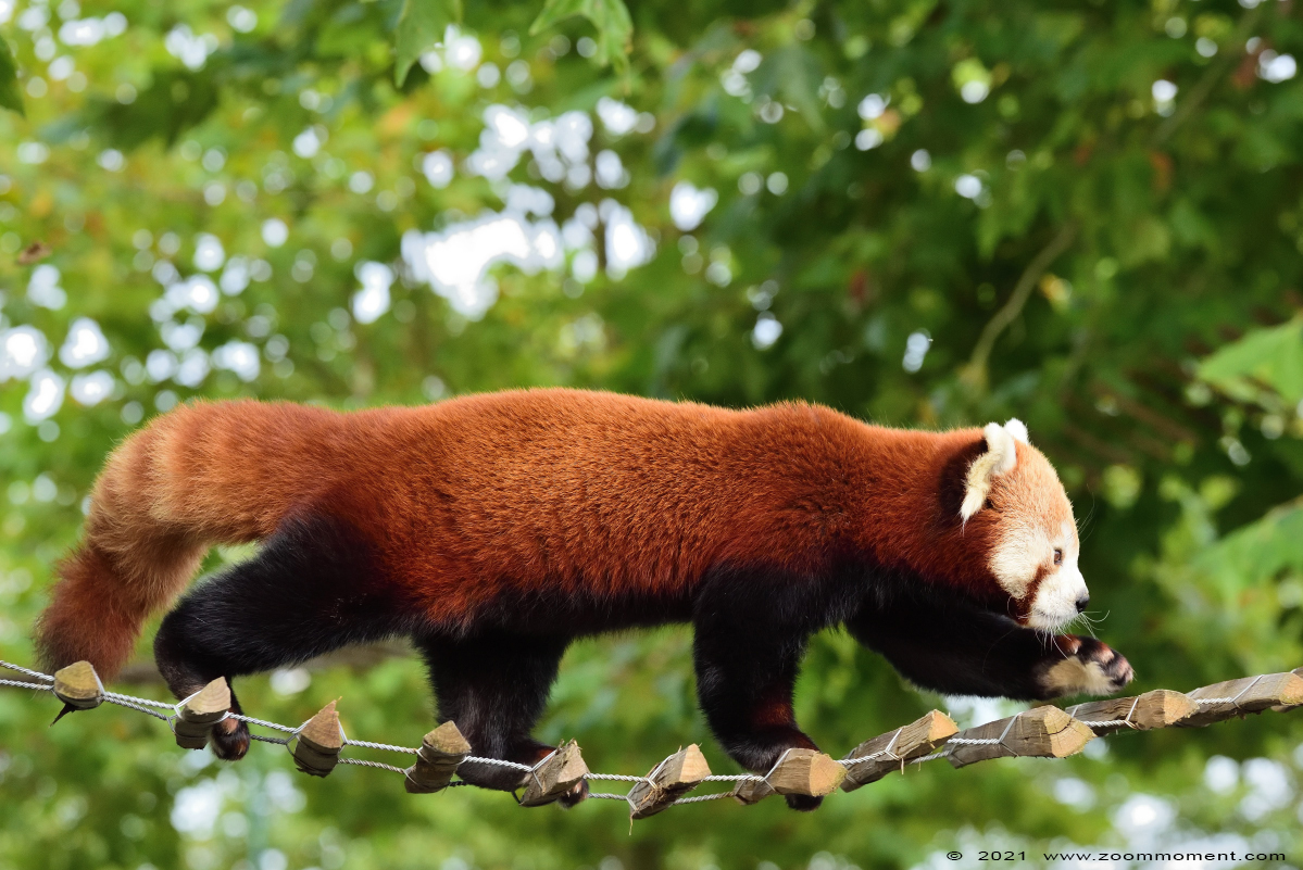 rode of kleine panda ( Ailurus fulgens ) lesser or red panda Nepalesischer Roter Panda 
Trefwoorden: Zooparc Overloon Nederland kleine rode panda Ailurus fulgens lesser red panda Nepalesischer Roter Panda