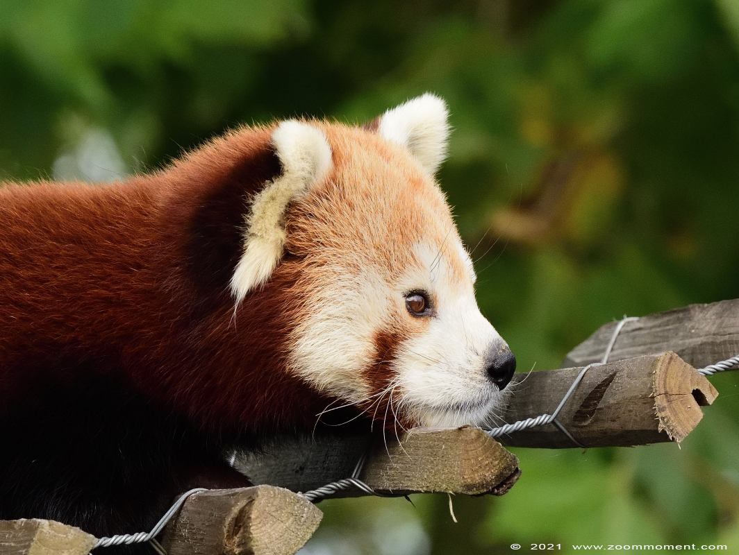 rode of kleine panda ( Ailurus fulgens ) lesser or red panda Nepalesischer Roter Panda
 

Trefwoorden: Zooparc Overloon Nederland kleine rode panda Ailurus fulgens lesser red panda Nepalesischer Roter Panda