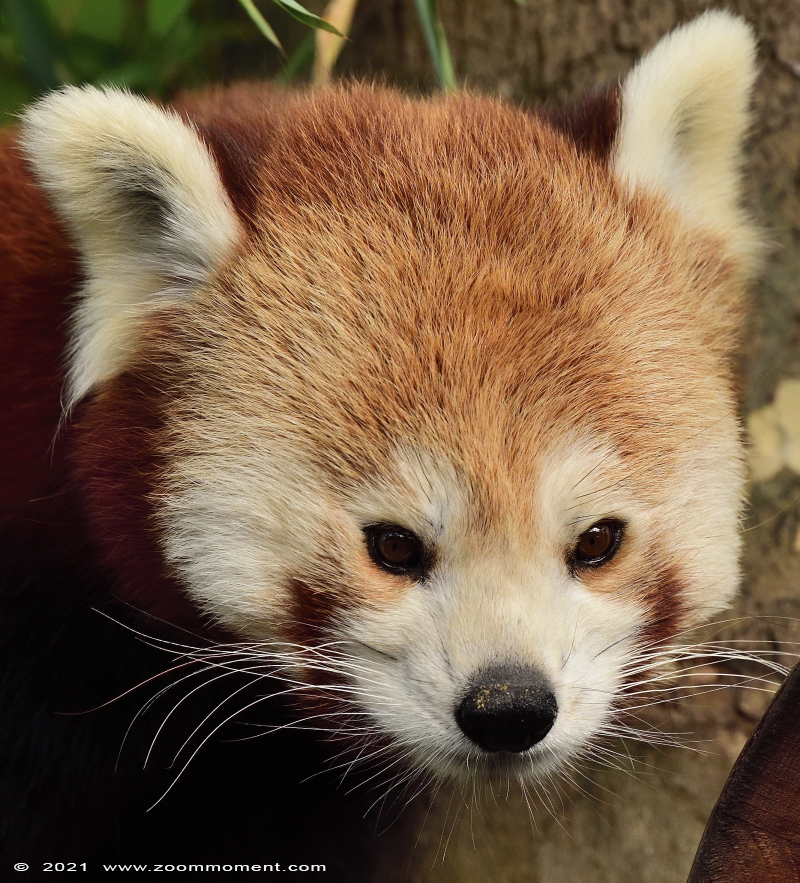 rode of kleine panda ( Ailurus fulgens ) lesser or red panda Nepalesischer Roter Panda 
Trefwoorden: Zooparc Overloon Nederland kleine rode panda Ailurus fulgens lesser red panda Nepalesischer Roter Panda