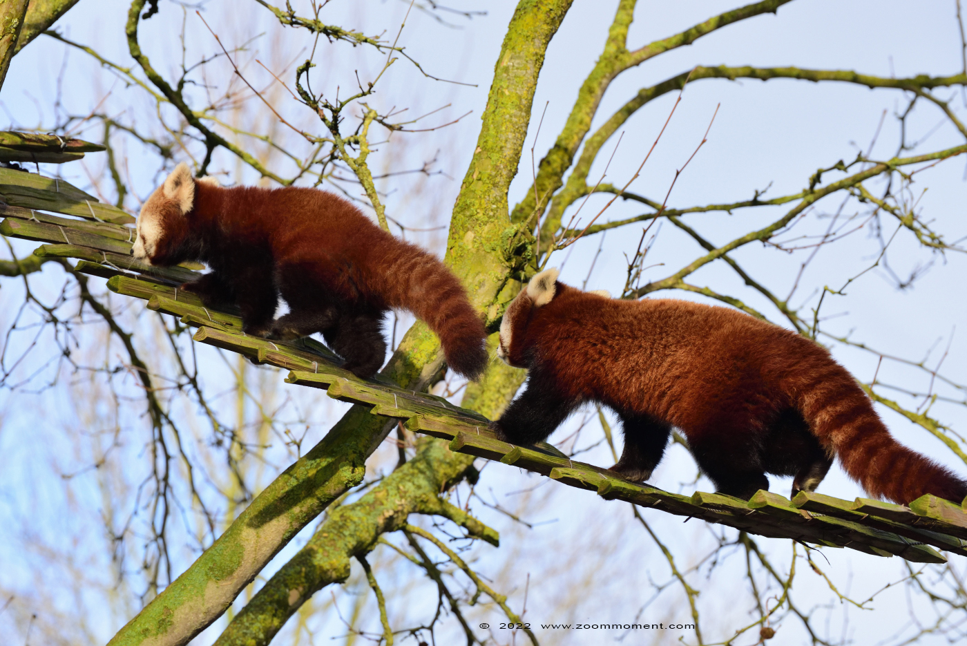rode of kleine panda ( Ailurus fulgens ) lesser or red panda
キーワード: Overloon zooparc Nederland rode kleine panda Ailurus fulgens lesser red panda