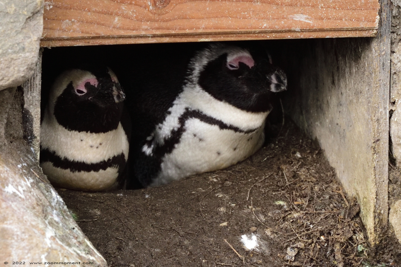 Afrikaanse pinguïn ( Spheniscus demersus ) African penguin
Trefwoorden: Zooparc Overloon Nederland Afrikaanse pinguïn Spheniscus demersus African penguin Afrikanischer Pinguin Brillenpinguin