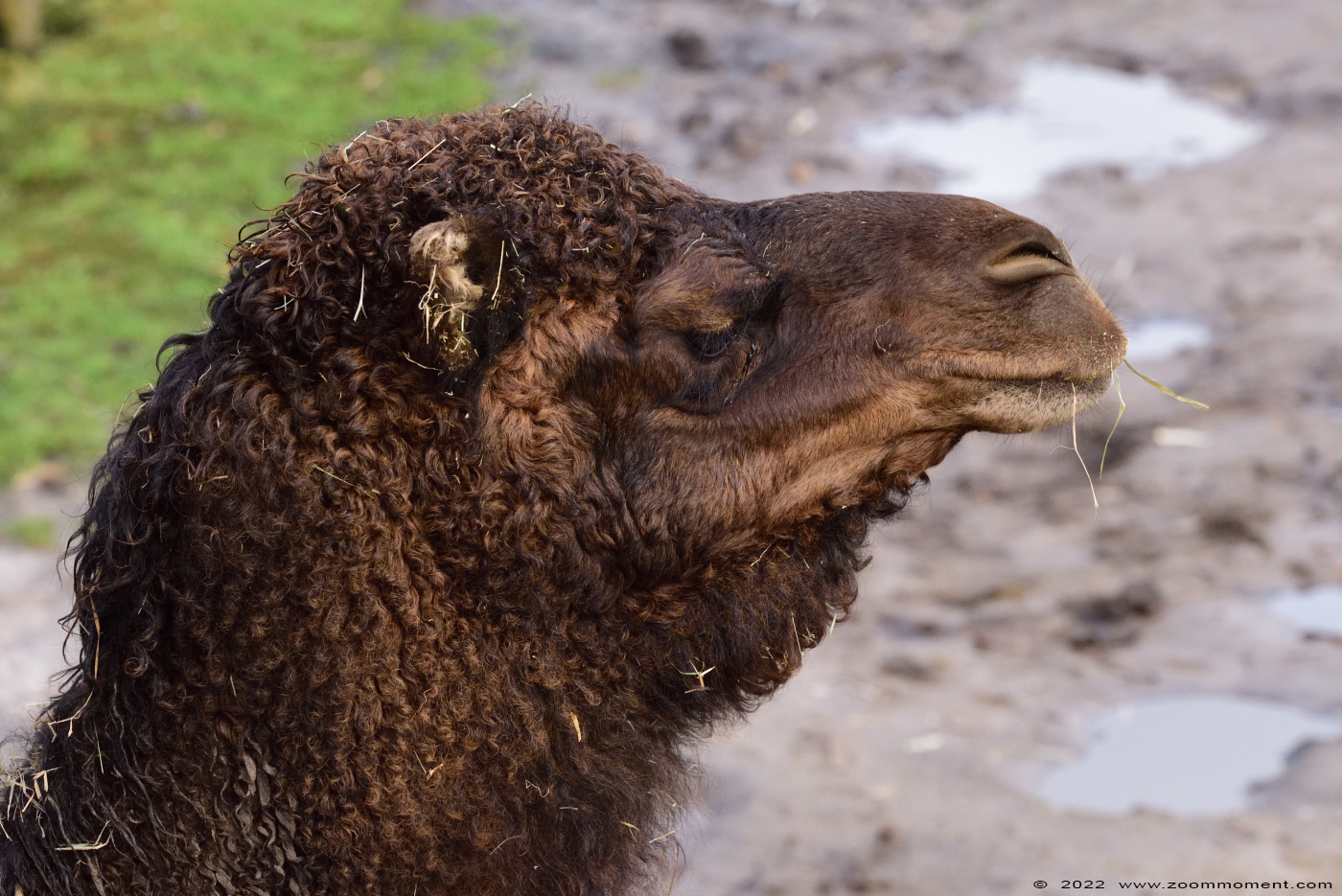 dromedaris ( Camelus dromedarius ) dromedary
Trefwoorden: Overloon zooparc Nederland dromedaris Camelus dromedarius dromedary