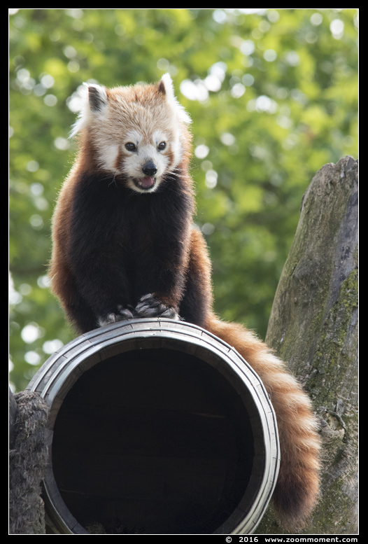 rode of kleine panda  ( Ailurus fulgens ) red panda
Trefwoorden: Overloon zoo Nederland rode kleine panda Ailurus fulgens red panda
