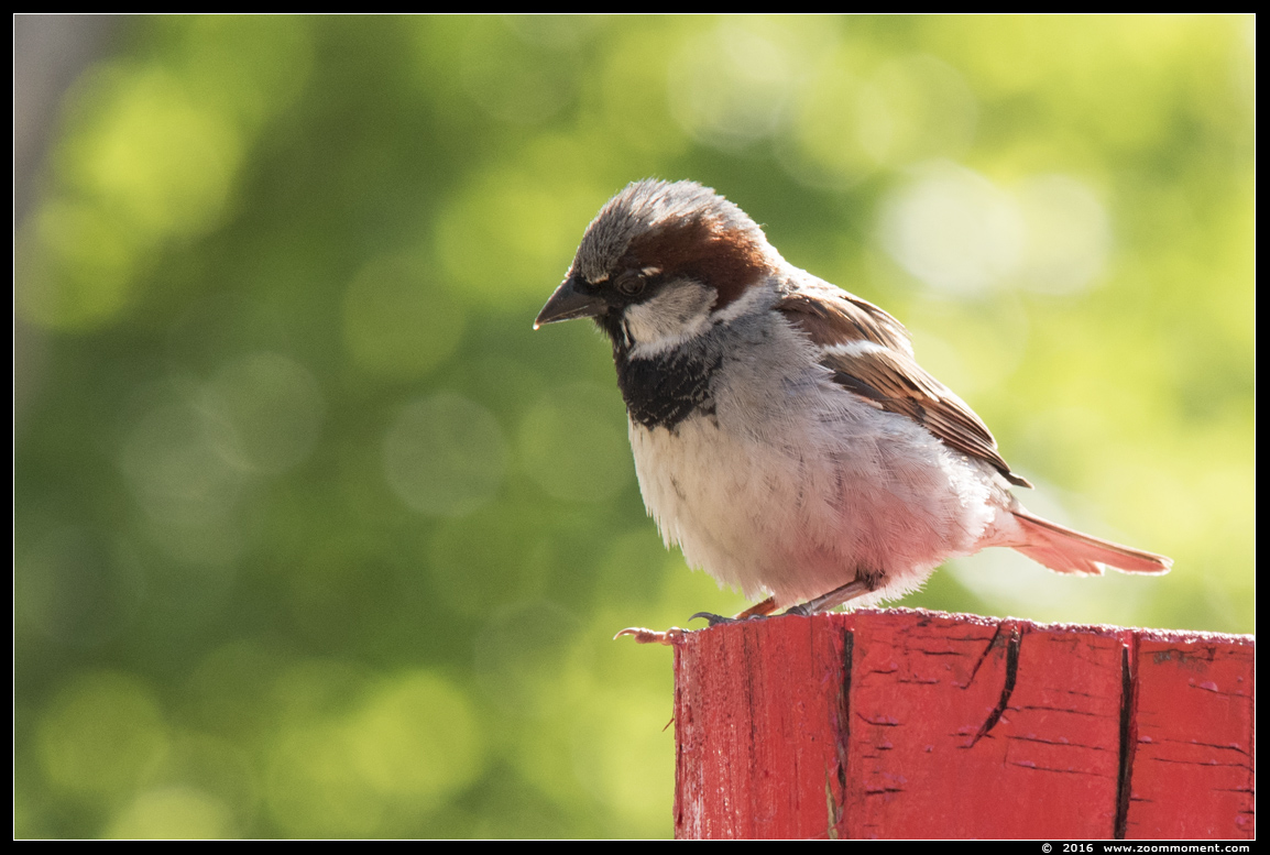 mus  ( Passer domesticus ) sparrow
Trefwoorden: Overloon zoo Nederland mus vogel bird Passer domesticus sparrow