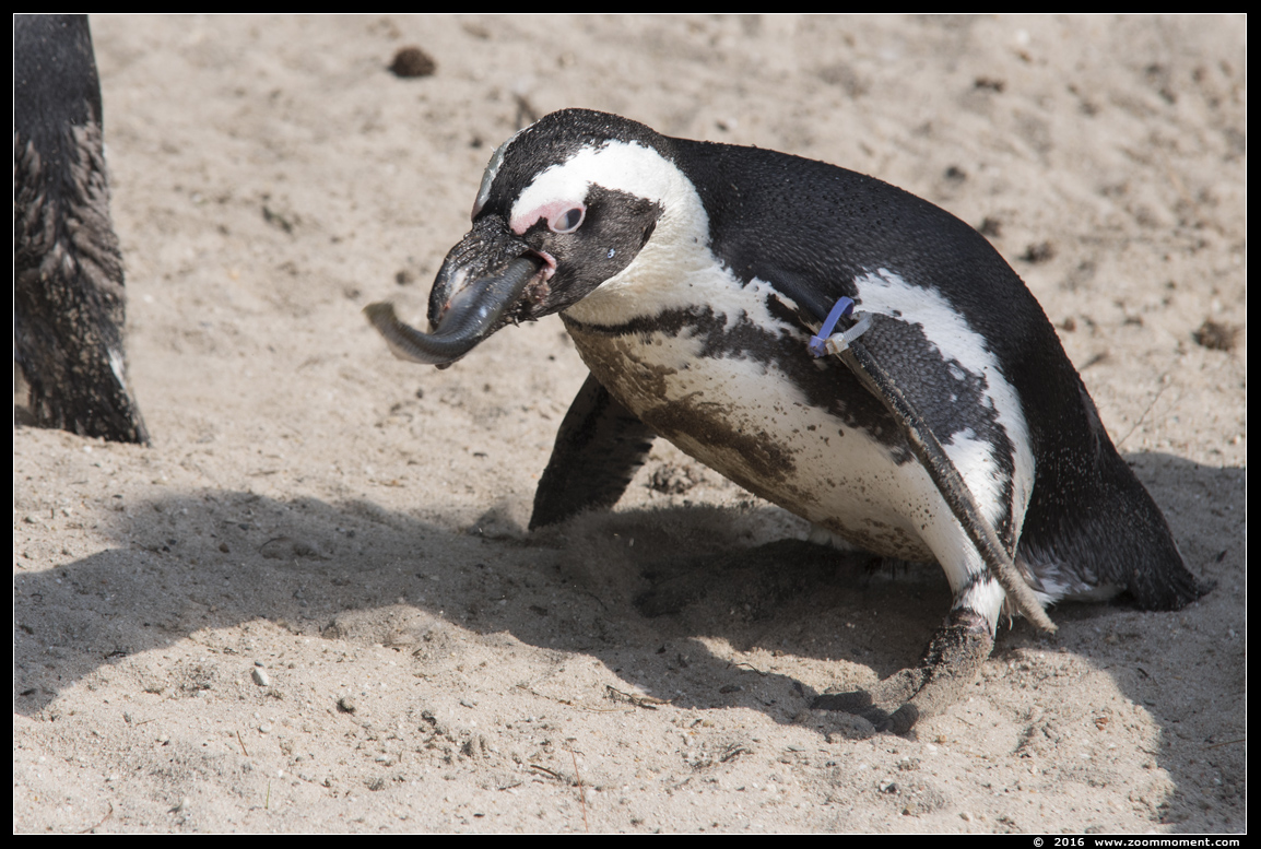 Afrikaanse pinguïn ( Spheniscus demersus ) African penguin
Trefwoorden: Overloon zooparc Nederland Afrikaanse pinguïn Spheniscus demersus African penguin