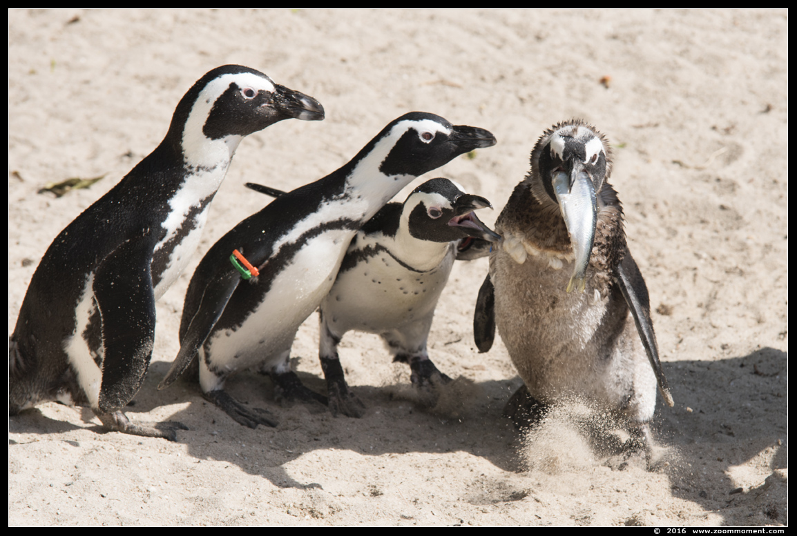 Afrikaanse pinguïn ( Spheniscus demersus ) African penguin
Trefwoorden: Overloon zooparc Nederland Afrikaanse pinguïn Spheniscus demersus African penguin
