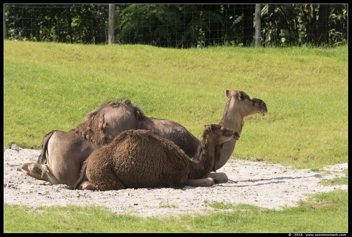 dromedaris ( Camelus dromedarius ) dromedary
Trefwoorden: Overloon zooparc Nederland dromedaris Camelus dromedarius dromedary