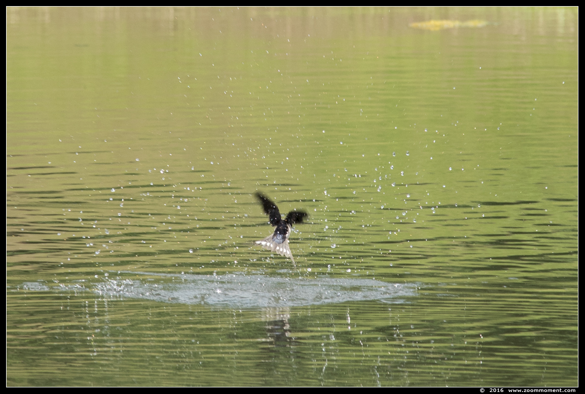 zwaluw swallow
Trefwoorden: Overloon zooparc Nederland zwaluw swallow