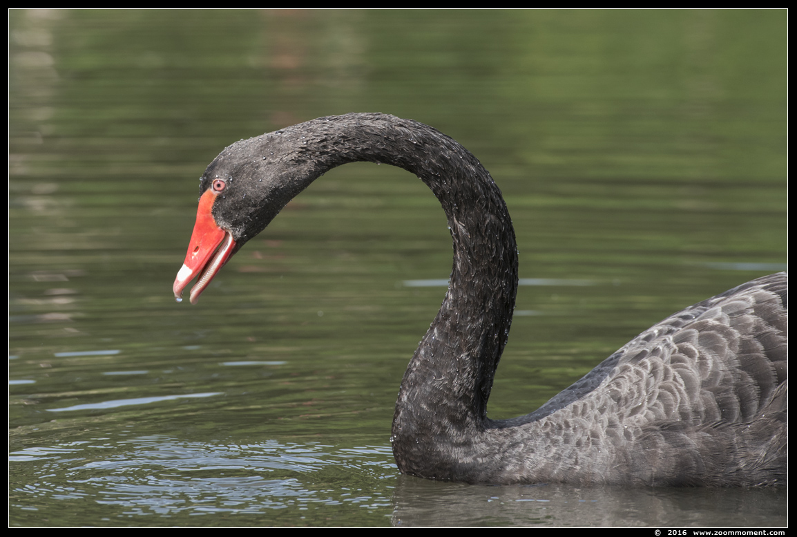 zwarte zwaan ( Cygnus atratus ) black swan
Trefwoorden: Overloon zooparc Nederland zwarte zwaan Cygnus atratus black swan