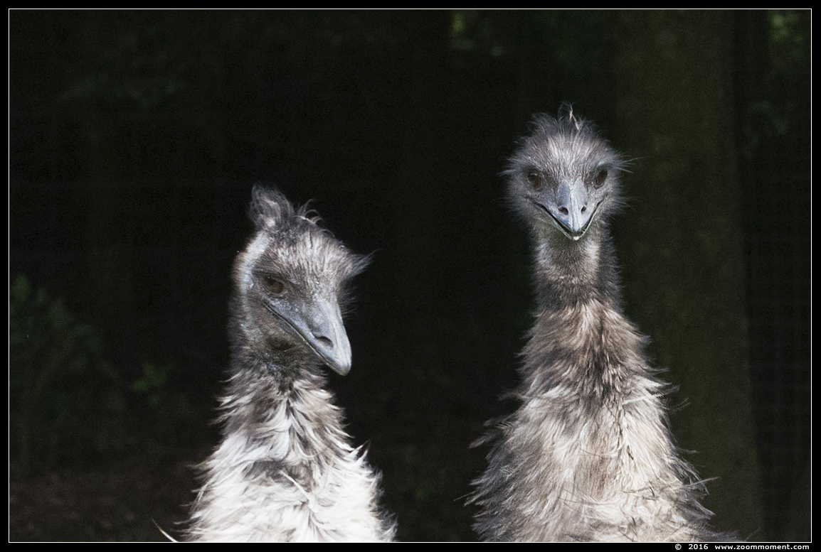 emoe ( Dromaius novaehollandiae ) emu
Trefwoorden: Overloon zooparc Nederland emoe Dromaius novaehollandiae emu
