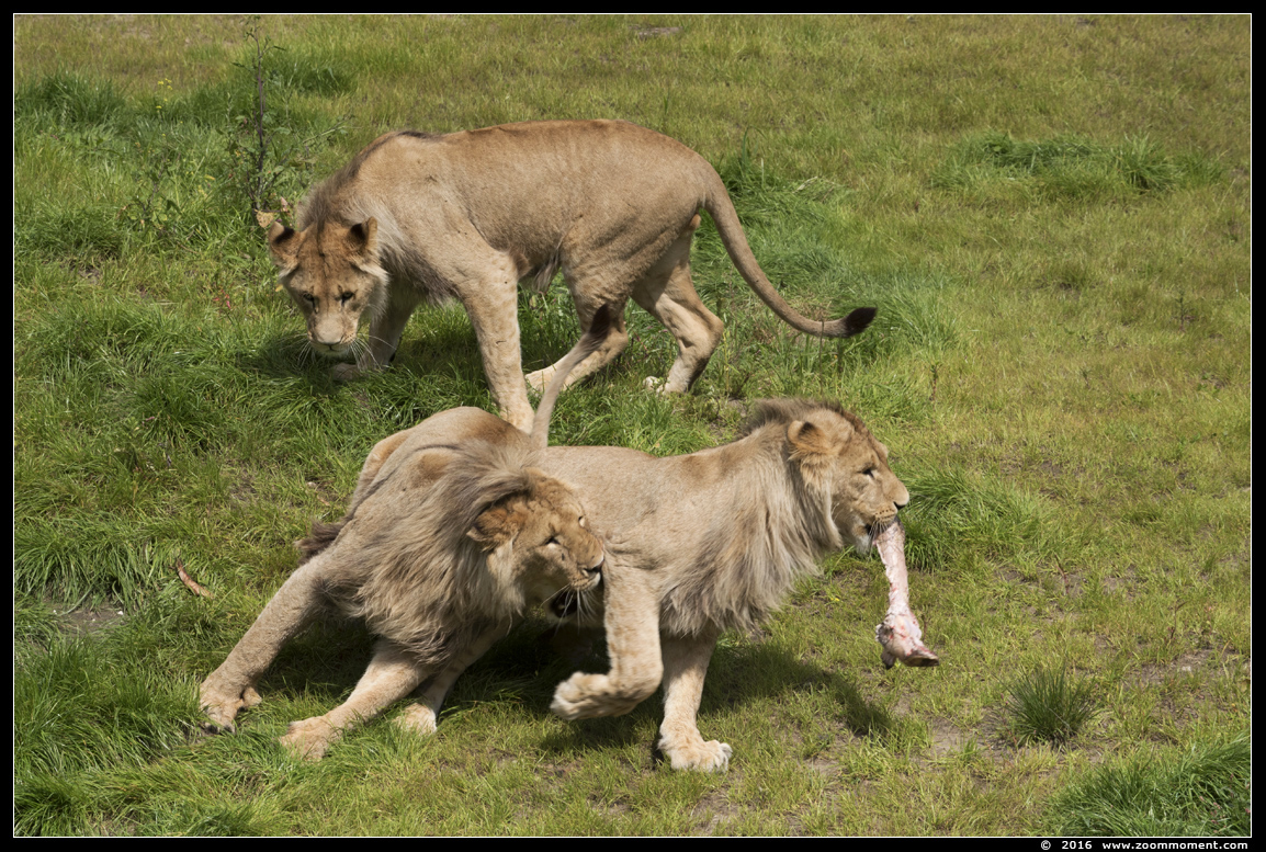 Afrikaanse leeuw ( Panthera leo ) African lion
Trefwoorden: Overloon zooparc Nederland Afrikaanse leeuw Panthera leo African lion