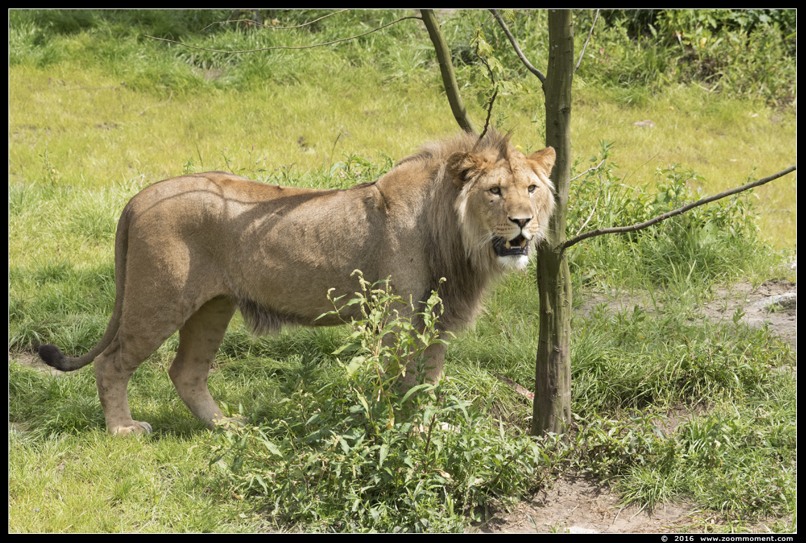 Afrikaanse leeuw ( Panthera leo ) African lion
Trefwoorden: Overloon zooparc Nederland Afrikaanse leeuw Panthera leo African lion