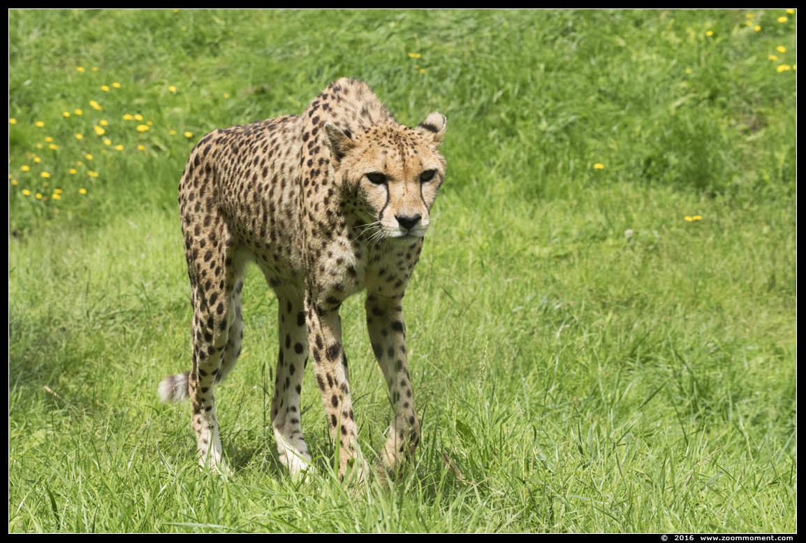 cheetah of jachtluipaard ( Acinonyx jubatus jubatus ) cheeta Gepard
Trefwoorden: Overloon zooparc Nederland jachtluipaard Acinonyx jubatus jubatus cheeta Gepard