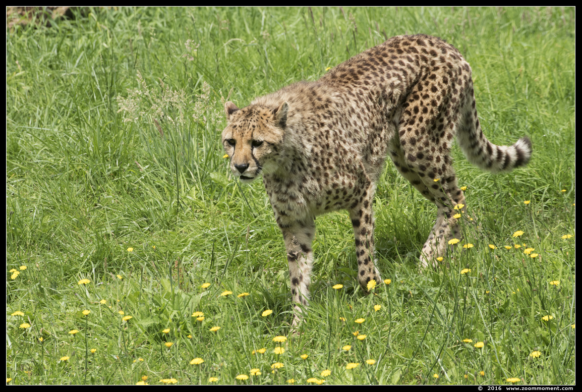 cheetah of jachtluipaard ( Acinonyx jubatus ) cheetah
Trefwoorden: Overloon zooparc Nederland cheetah jachtluipaard Acinonyx jubatus cheetah