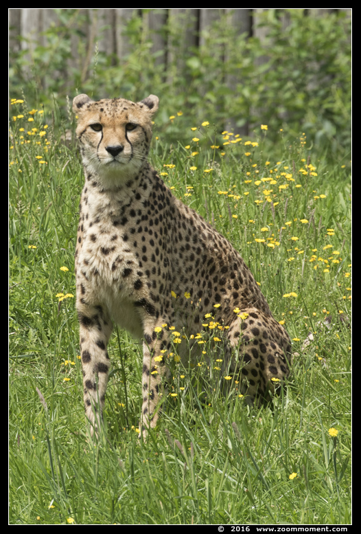 cheetah of jachtluipaard ( Acinonyx jubatus ) cheetah
Trefwoorden: Overloon zooparc Nederland cheetah jachtluipaard Acinonyx jubatus cheetah