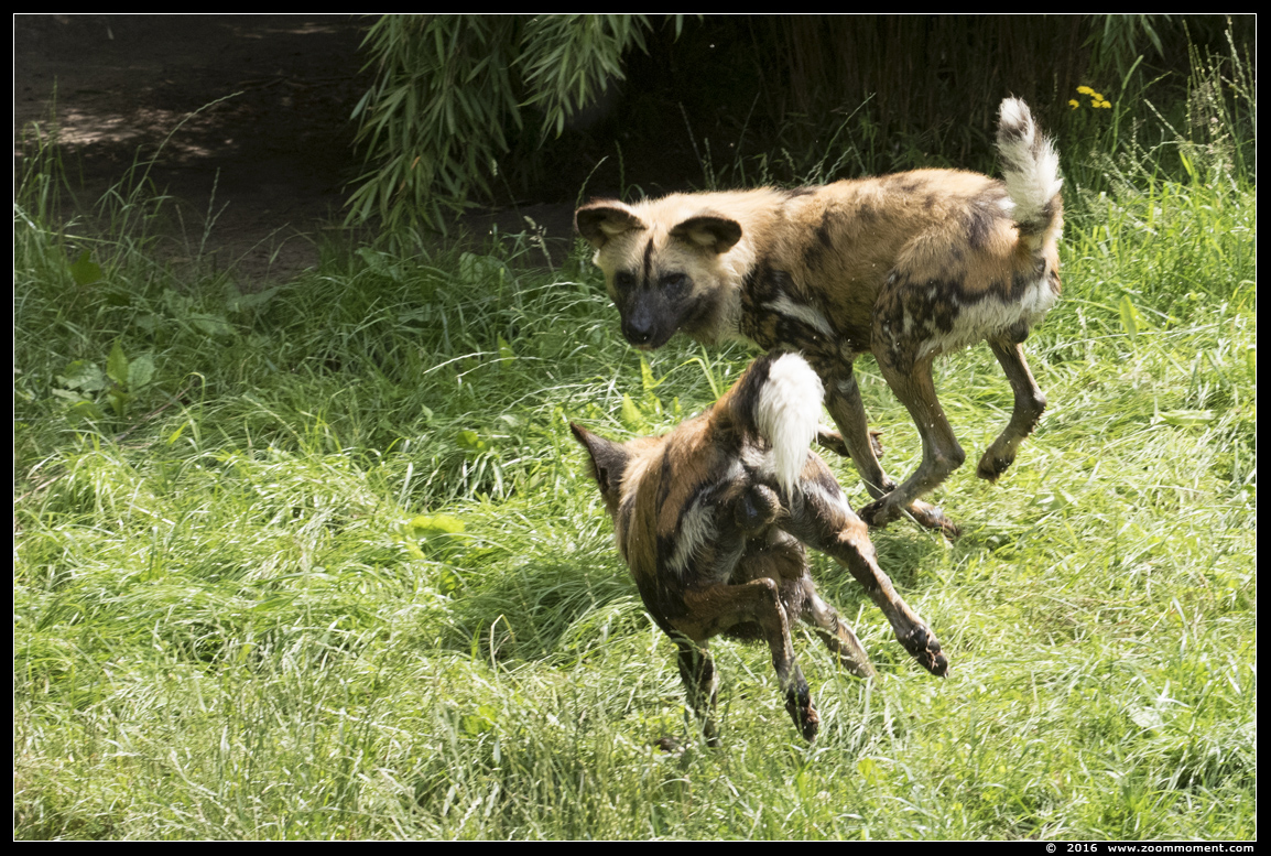 Afrikaanse wilde hond of hyenahond ( Lycaon pictus ) African wild dog
Trefwoorden: Overloon zooparc Nederland Afrikaanse wilde hond hyenahond Lycaon pictus African wild dog