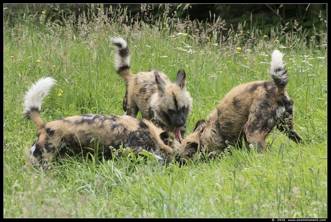 Afrikaanse wilde hond of hyenahond ( Lycaon pictus ) African wild dog
Trefwoorden: Overloon zooparc Nederland Afrikaanse wilde hond hyenahond Lycaon pictus African wild dog