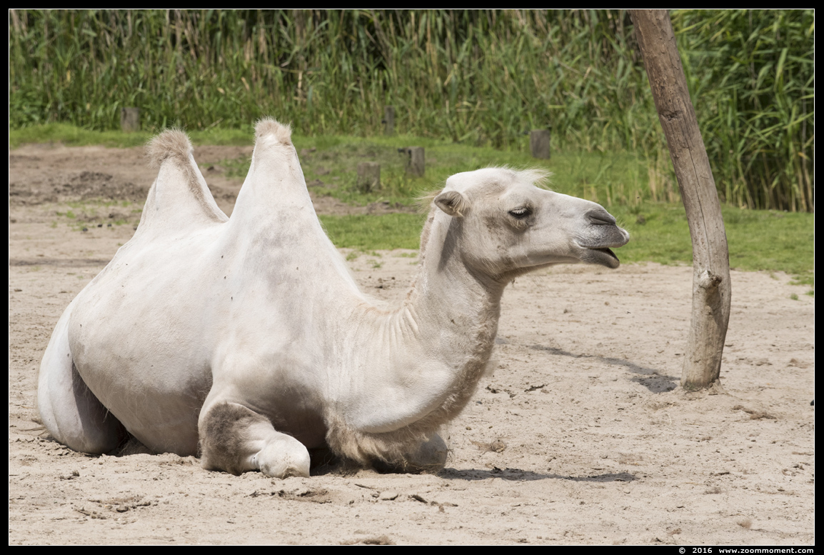 kameel  ( Camelus bactrianus )  Bactrian camel 
Trefwoorden: Overloon zooparc Nederland kameel Camelus bactrianus Bactrian camel