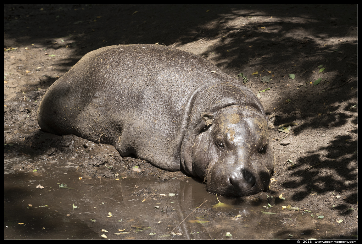 dwergnijlpaard  ( Hexaprotodon liberiensis )  pygmy hippopotamus 
Trefwoorden: Overloon zooparc Nederland dwergnijlpaard Hexaprotodon liberiensis pygmy hippopotamus