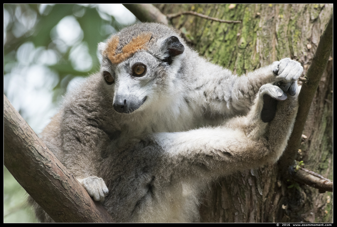 kroonmaki ( Eulemur coronatus )  crowned lemur
Trefwoorden: Overloon zooparc Nederland kroonmaki Eulemur coronatus crowned lemur
