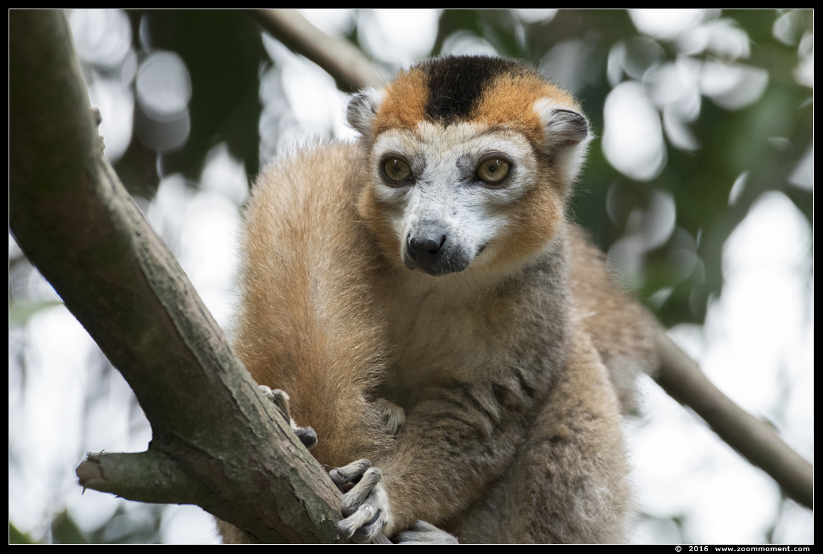 kroonmaki ( Eulemur coronatus )  crowned lemur
Trefwoorden: Overloon zooparc Nederland kroonmaki Eulemur coronatus crowned lemur