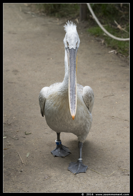 kroeskoppelikaan ( Pelecanus crispus ) Dalmatian pelican
Trefwoorden: Overloon zooparc Nederland kroeskoppelikaan Pelecanus crispus Dalmatian pelican