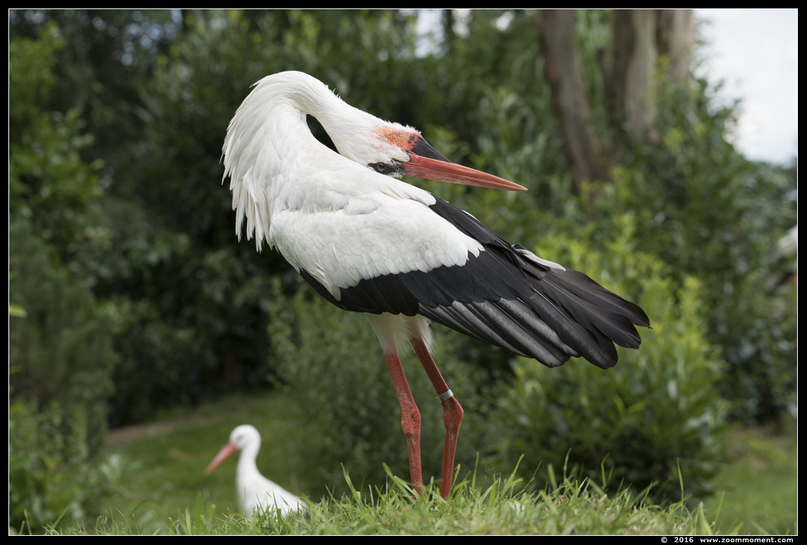 ooievaar  ( Ciconia ciconia )  stork
Trefwoorden: Overloon zooparc Nederland ooievaar stork Ciconia ciconia