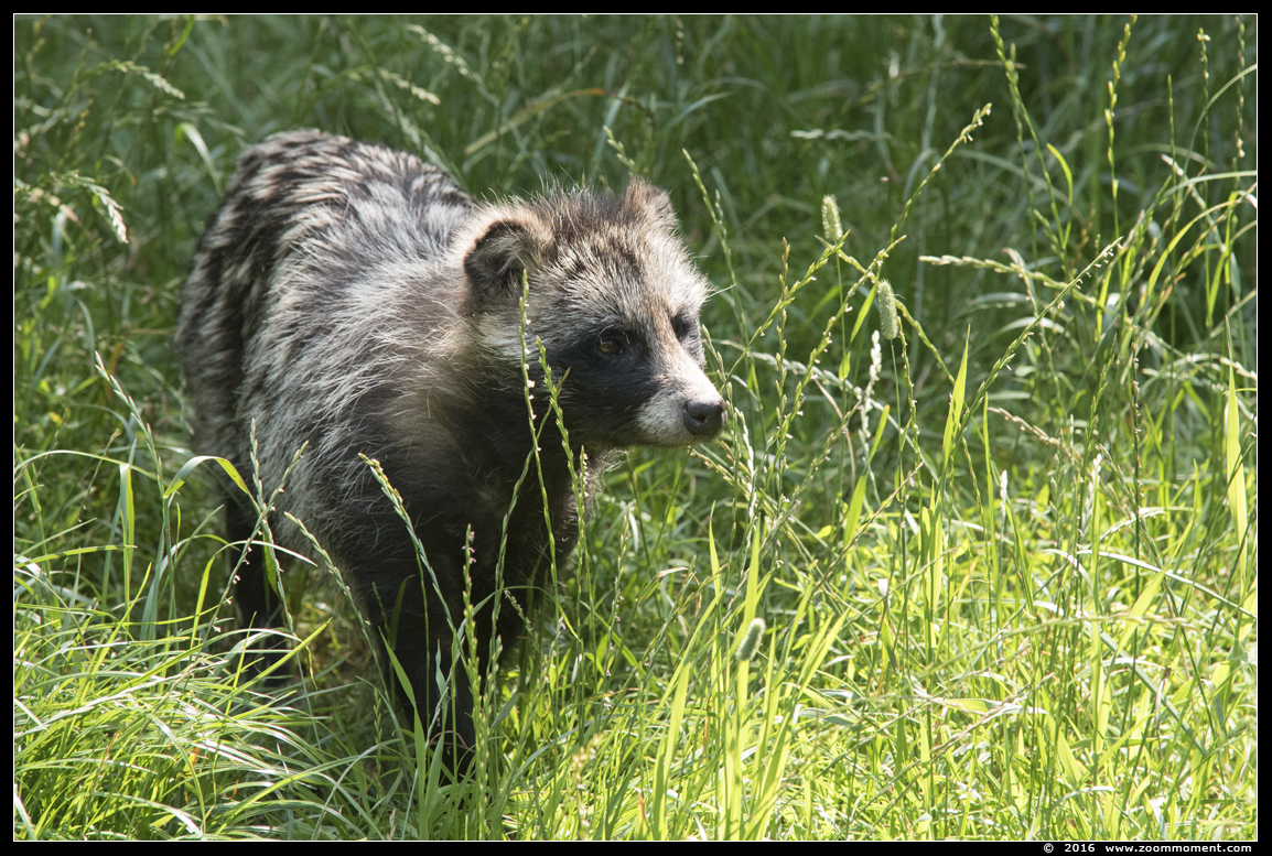 wasbeerhond of marterhond   ( Nyctereutes procyonoides )  raccoon dog
Trefwoorden: Overloon zooparc Nederland wasbeerhond marterhond Nyctereutes procyonoides raccoon dog