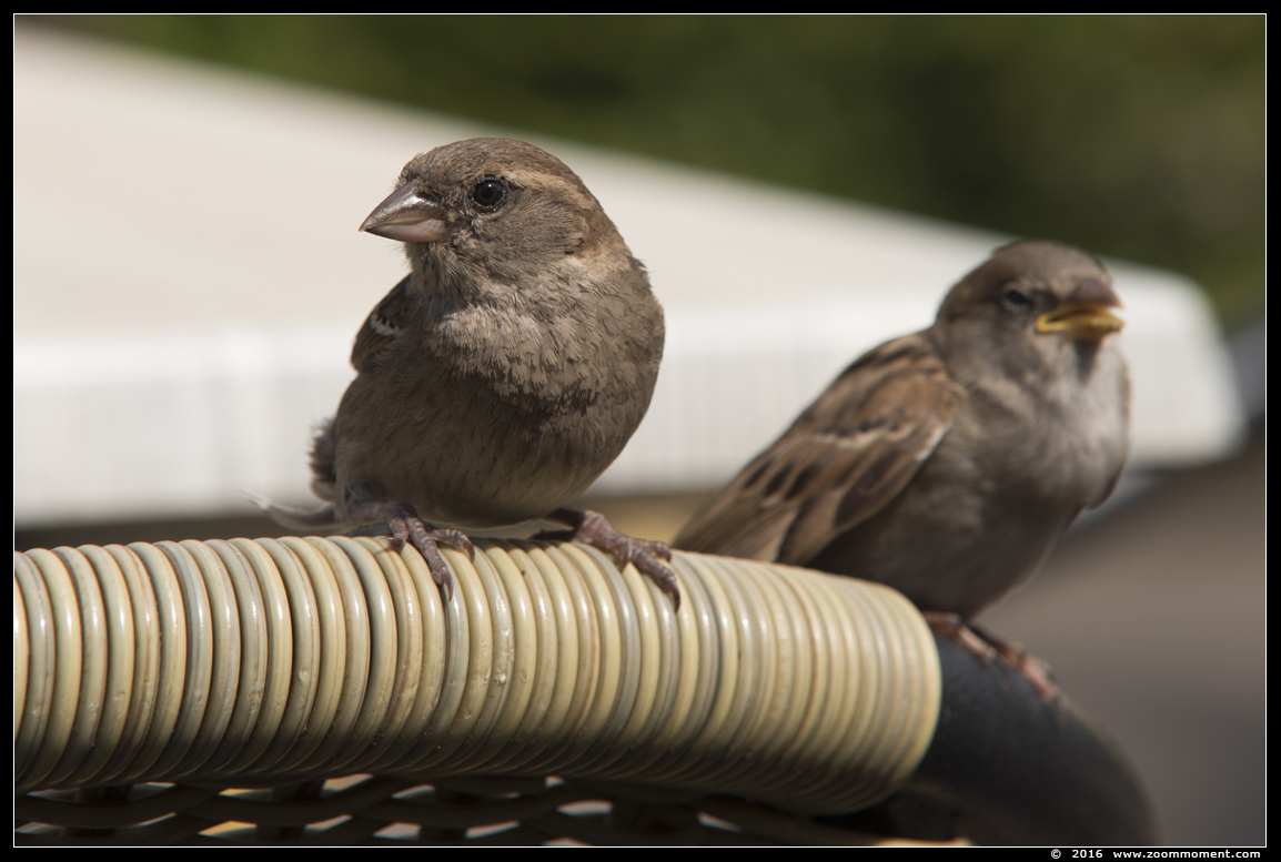 mus ( Passer domesticus ) sparrow
Trefwoorden: Overloon zooparc Nederland mus Passer domesticus sparrow