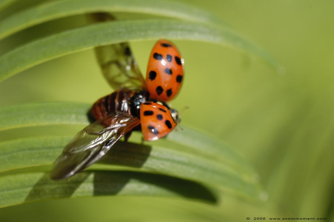 lieveheersbeestje ladybug
Trefwoorden: Overloon zoo Nederland lieveheersbeestje ladybug