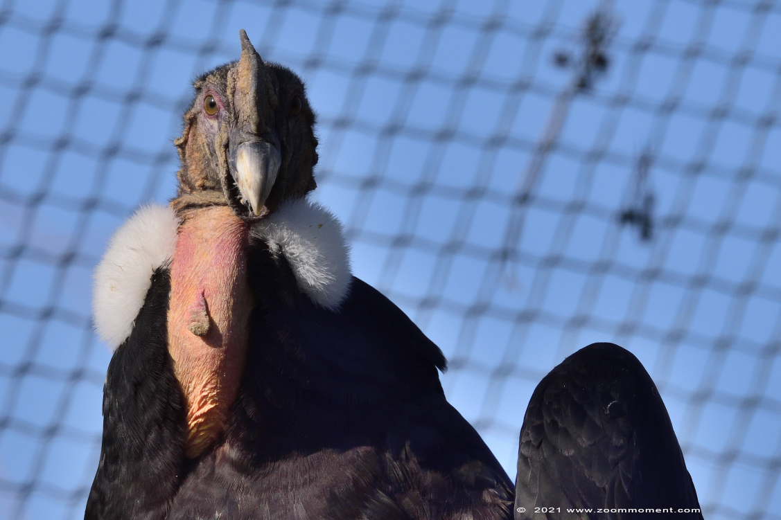 andescondor ( Vultur gryphus )
Trefwoorden: Pairi Daiza Paradisio zoo Belgium andescondor Vultur gryphus Andean condor